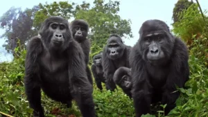 Três gorilas e duas onças são expostos num zoológico lado a lado