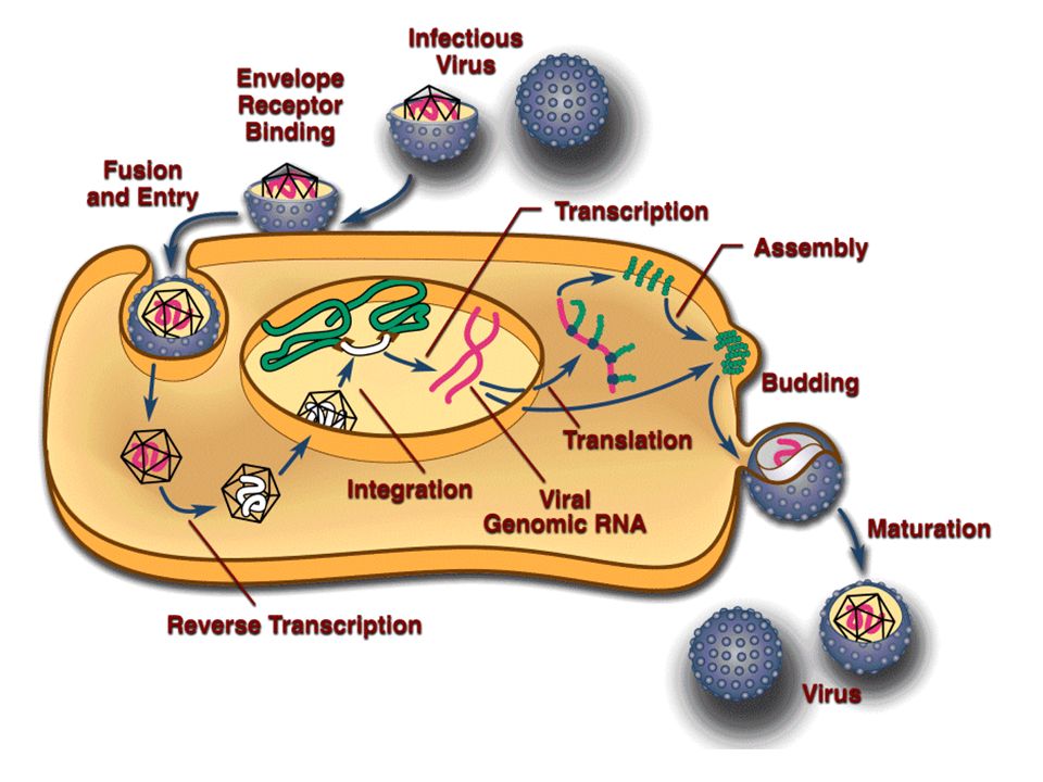 como os vírus se reproduzem ?