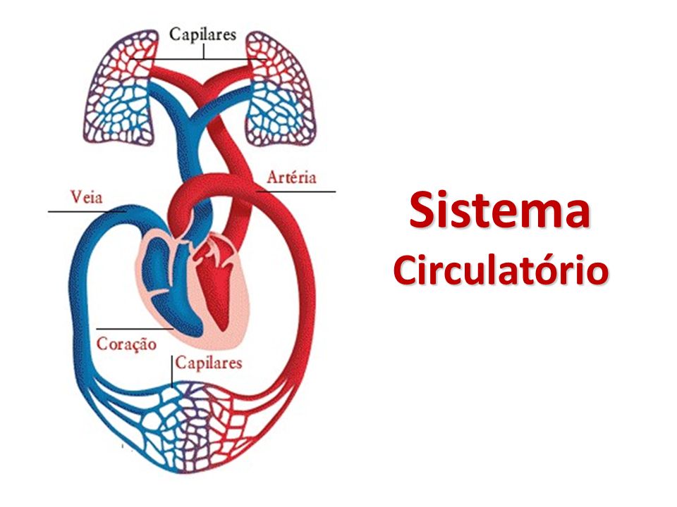 Пао система. System Circulator. Кардиогемическая система. Циркулятор крови. Коагулярная система.