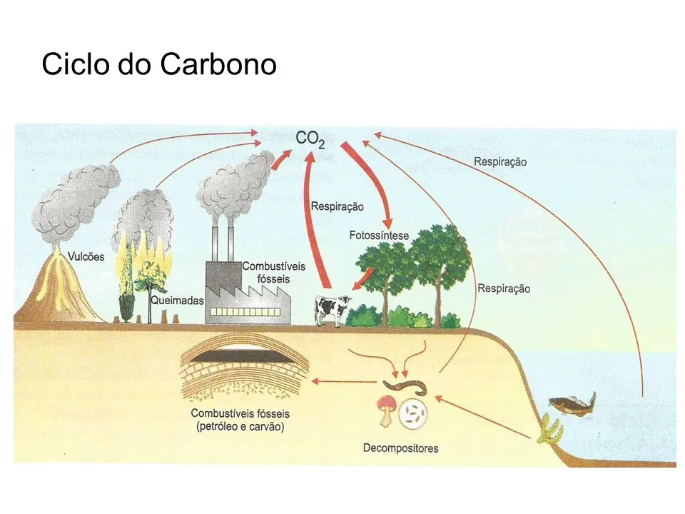 Explique a origem dos combustíveis fósseis