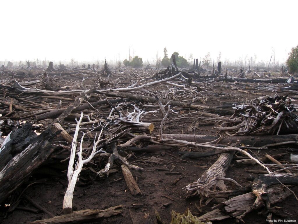 Ibama recebe alerta sobre o risco de um desastre ecológico em áreas de queimada
“Empregados da fazenda Felicidade, em Mato Grosso, observam gado morto pelo incêndio que destrói
pastagem e matas no estado e não para de avançar.”