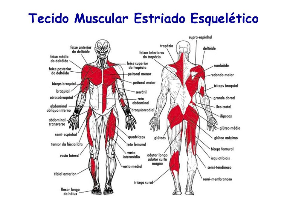 Com o envelhecimento, é natural a diminuição da força muscular,