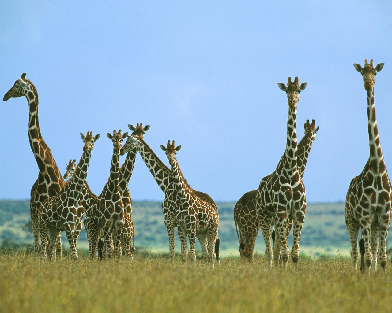 28 girafas são camarões, e 37 camarões são verdes.