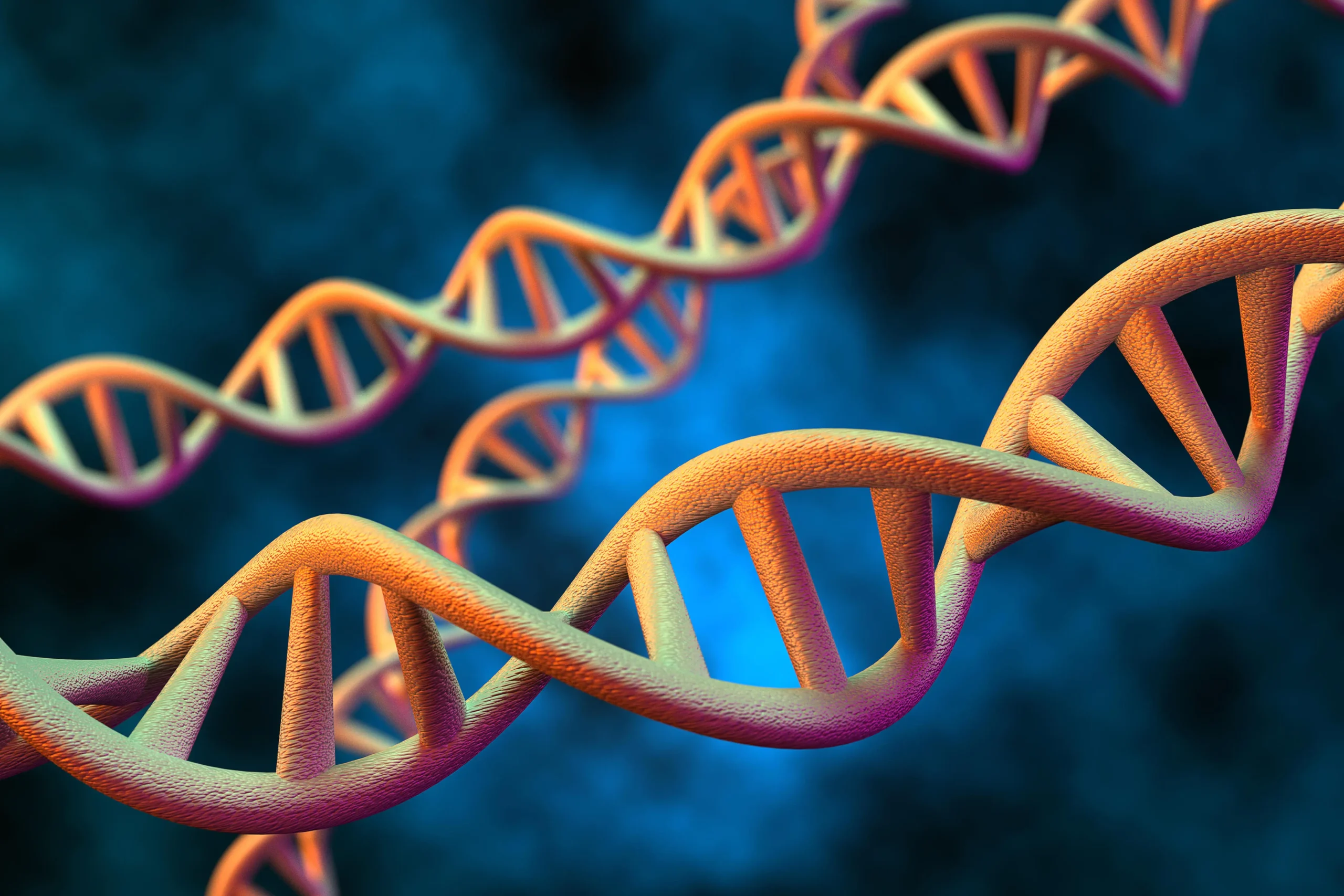 A molécula do DNA é constituída por 3 blocos estruturais básicos 