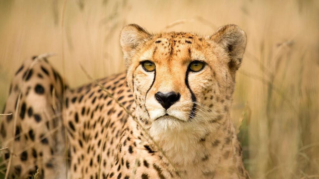 Quantos anos vive um guepardo A Longevidade dos Guepardos