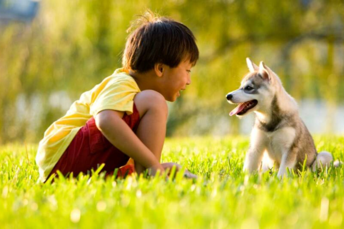 Idade do Cachorro em Relação ao Humano