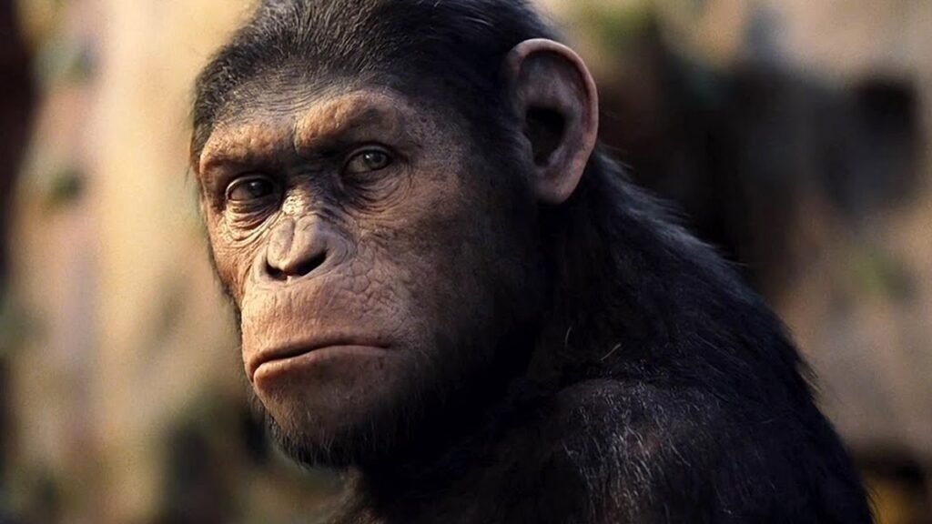 Qual é o Maior Primata do Mundo? Uma Exploração Detalhada