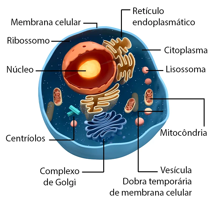 A célula do corpo humano tem, em média, aproximadamente 