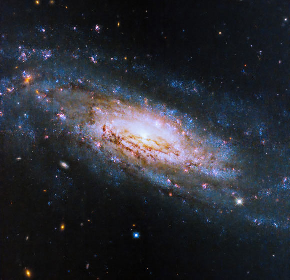 Esta imagem do Hubble mostra NGC 4951, uma galáxia espiral a cerca de 49 milhões de anos-luz de distância, na constelação de Virgem.  Crédito da imagem: NASA/ESA/D. Thilker, Universidade Johns Hopkins/Gladys Kober, NASA e Universidade Católica da América.